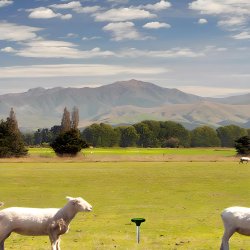 M050C (Aleja2) ODSTRASZACZ KRETA KRETÓW ZWIERZĄT GRYZONI NORNIC SOLARNY KUN MYSZY 2 szt - 98768118