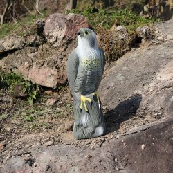 M000  JASTRZĄB SOKÓŁ ODSTRASZACZ PTAKÓW SZPAKÓW GOŁĘBI O131